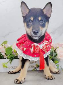 Shiba