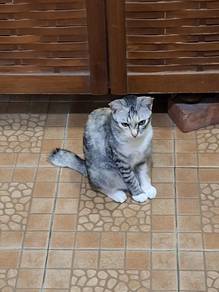 1.5 years female cat