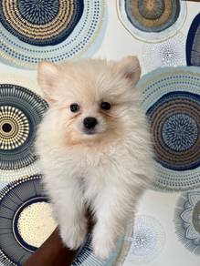 Tiny Pomeranian in promotion price 