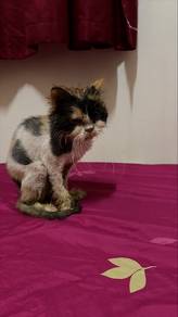 persian cat to adopt free
