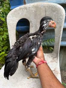 ayam oshamo cross aseel
