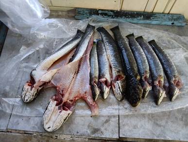 Ikan Haruan