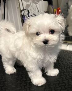 Squishable Cute Little White Fur Ball Baby Dog