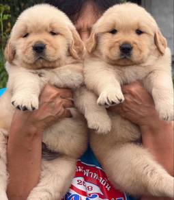 Golden retriever 4