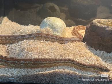 corn snake