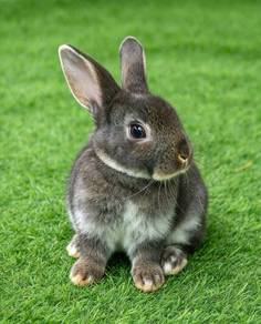 Arnab Minirex (Bulu Baldu)