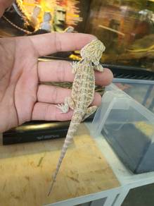 bearded dragon bd