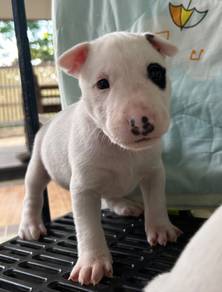 BULL TERRIER PUPPIES BT128 🐻 Girl
