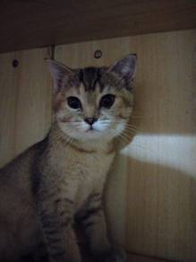 BSH Golden Black
