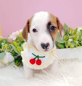 Jack Russell