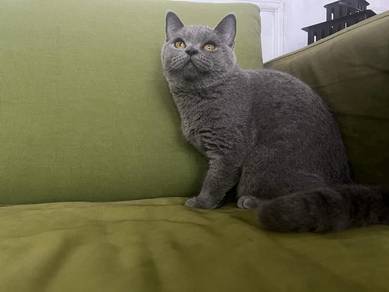 Bsh Female Adult