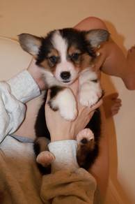 J0860 Corgi Lovely Fluffy Fur and Cute Teddy Puppy