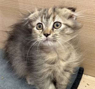 Scottish Fold Long Hair