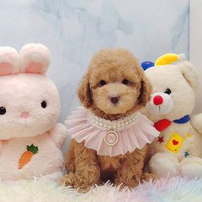 Toy Poodle