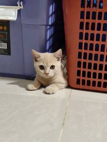 British Shorthair For Sale