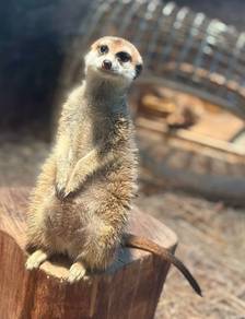 Meerkat