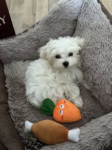 J9455 Heart-stealer Bichon Poochon White Fluffy Co