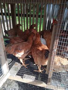 ayam kampung 