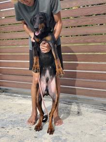 Europeon Doberman 4 Months（Male）