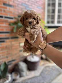 mini teacup poodle 4