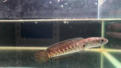 Ikan Channa Auranti Cobra Fish 5 inch (ACS-28)