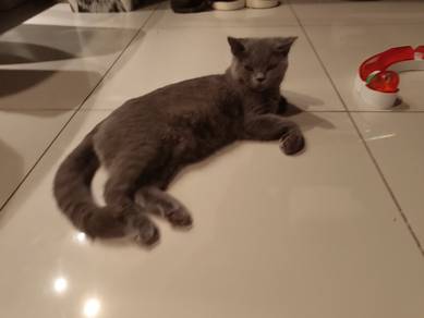 male BSH kitten blue for rehome