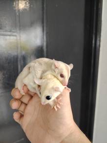 leusictic sugar glider