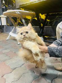 kucing murah2 bsh long hair oren