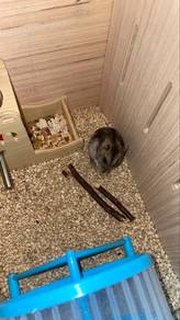 hamster campbell