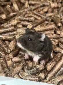 Campbell Rex Hamsters For Sale