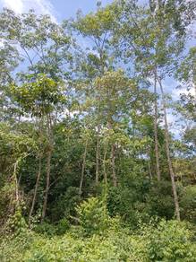 Agricultural Land in Kuala Krai, KTN
