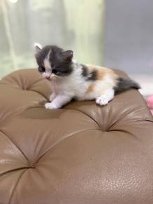 Kitten mix British longhair persian