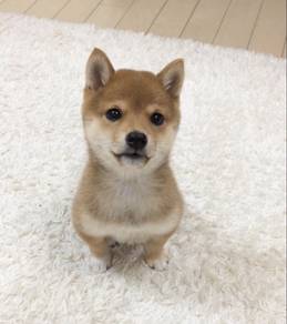 Bubble of love Shiba Inu Little Fox Puppy Baby Dog