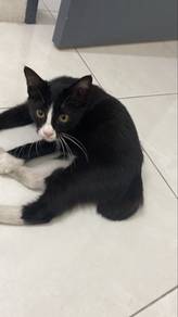 cat kucing percuma