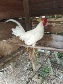 ayam hutan body kecik 
