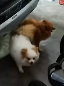 Pomeranian Puppy
