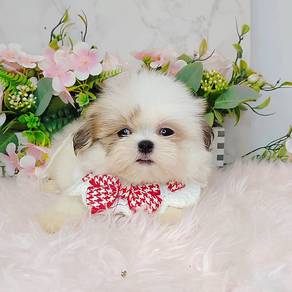Shih Tzu