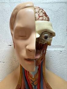Torso Human Body