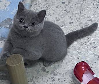 Bsh kitten