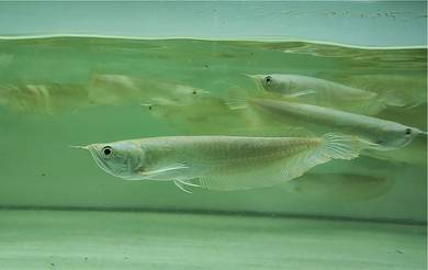 Arowana kelisa silver 6-7inchi