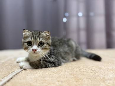 scottish fold