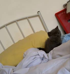 British Short Hair (3 Months)