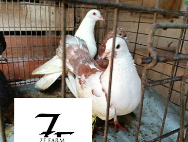 burung merpati