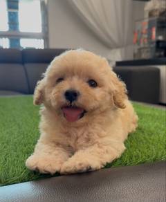 Maltipoo