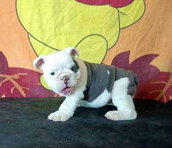ENGLISH BULLDOG PUPPIES VIP37🐻 BullDog  Female