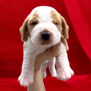 Beagle puppy A grade