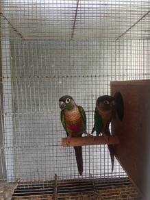 Green Cheek induk