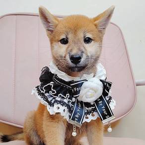 Shiba