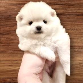 Pomeranian puppy male