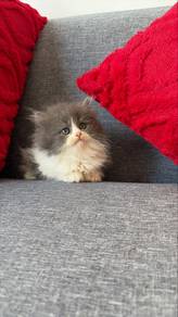 persian bicolour blue